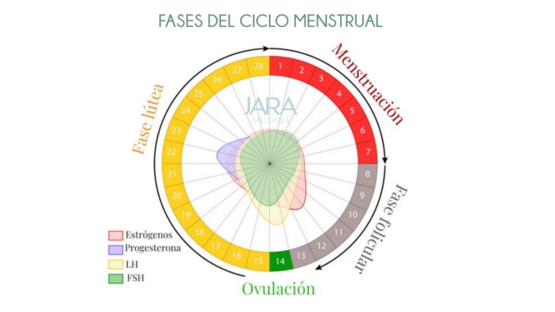 Ciclo menstrual y energía: cómo adaptar tu alimentación y ejercicio en cada fase - Jara Díaz