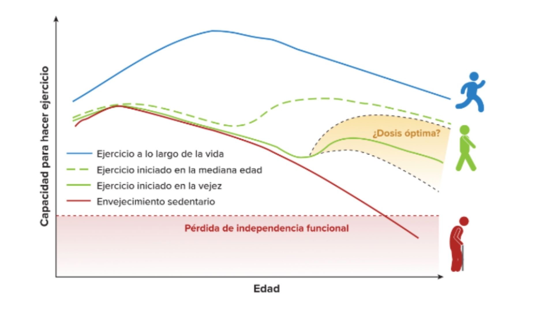Entrenamiento de fuerza para mujeres rompe mitos y mejora tu salud hormonal - Jara Díaz
