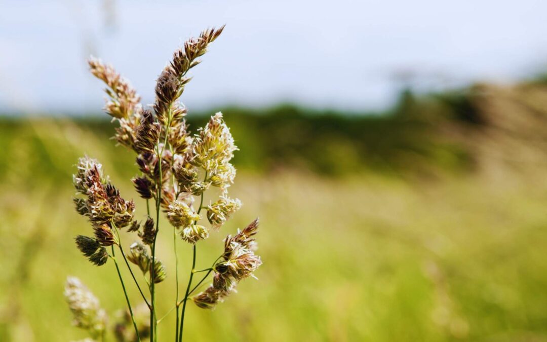 ¿Cómo aliviar la alergia de forma natural?