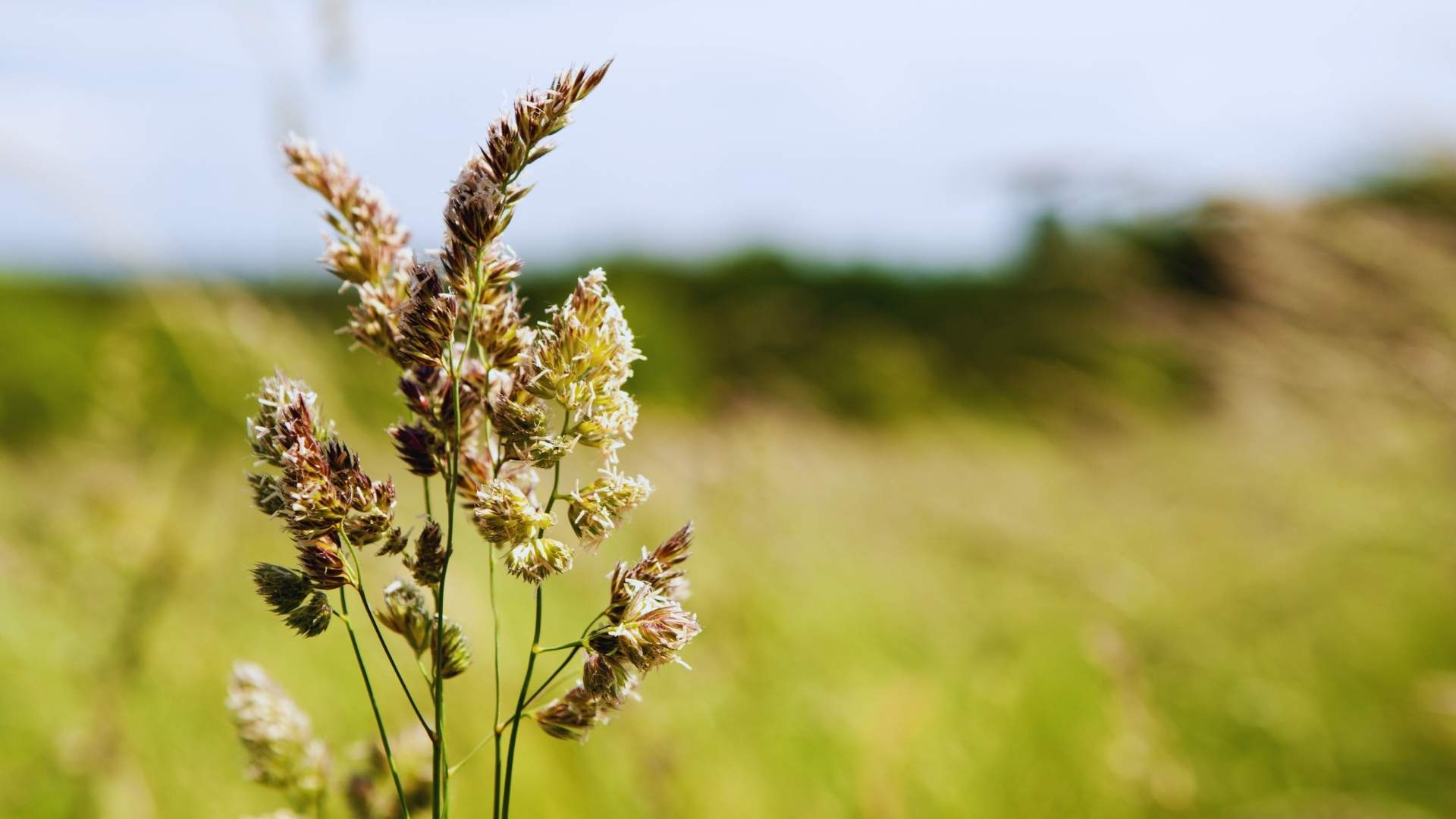 ¿Cómo aliviar la alergia de forma natural? - Jara Díaz